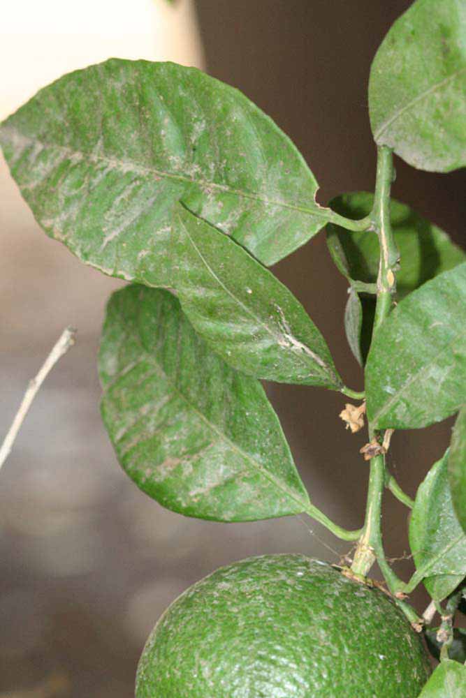              Shade leaves (Riverside, CA)       